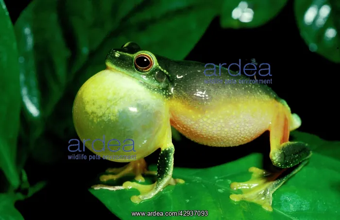 : Red-eyed tree frog - male, calling : Red-eyed tree frog - male, calling