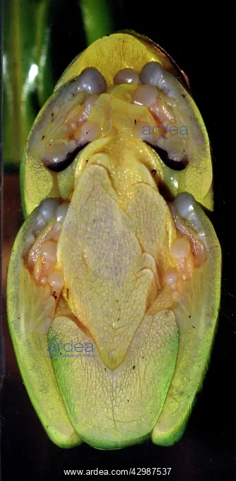 : Red-eyed Tree Frog. stuck on glass and seen from : Red-eyed Tree Frog. stuck on glass and seen from