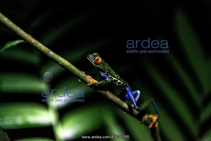  : Red-eyed Tree Frog on tree at night