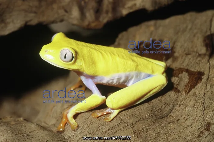 : Red-eyed Tree Frog, xanthic mutation : Red-eyed Tree Frog, xanthic mutation