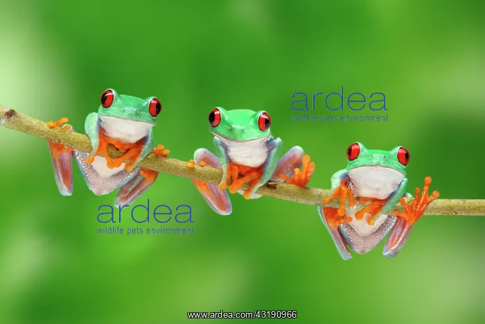 : Three Red-eyed Tree Frogs (Agalychnis callidryas) : Three Red-eyed Tree Frogs (Agalychnis callidryas)