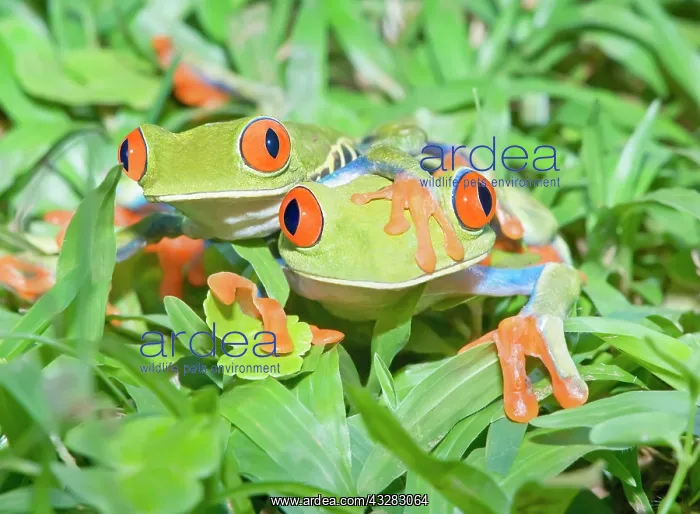 : Red-eyed tree frogs (Agalychnis callidryas) on green : Red-eyed tree frogs (Agalychnis callidryas) on green