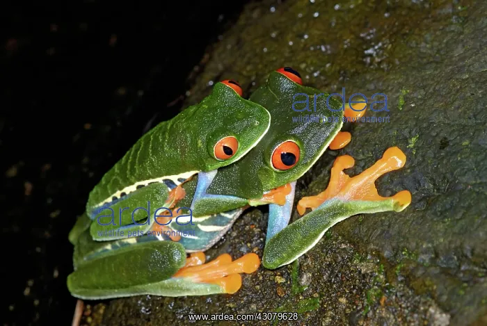 : Red-eyed Tree Frogs Mating : Red-eyed Tree Frogs Mating