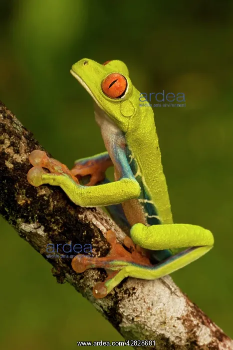 : Red-eyed Treefrog : Red-eyed Treefrog