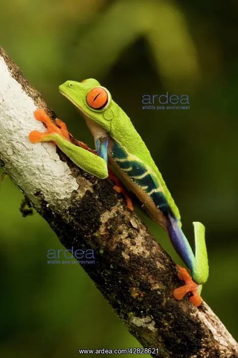 : Red-eyed Treefrog : Red-eyed Treefrog