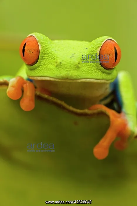 : Red-eyed Treefrog : Red-eyed Treefrog