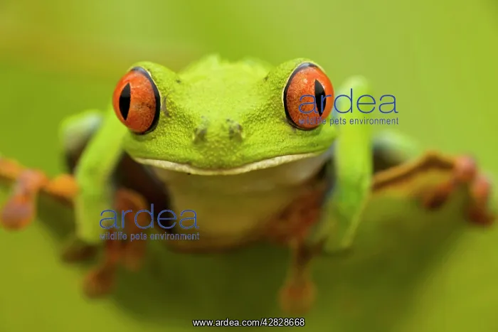  : Red-eyed Treefrog