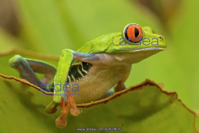 : Red-eyed Treefrog : Red-eyed Treefrog