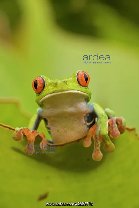 : Red-eyed Treefrog : Red-eyed Treefrog