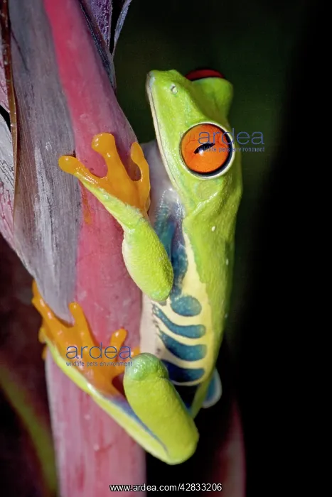 : Red-eyed Treefrog : Red-eyed Treefrog