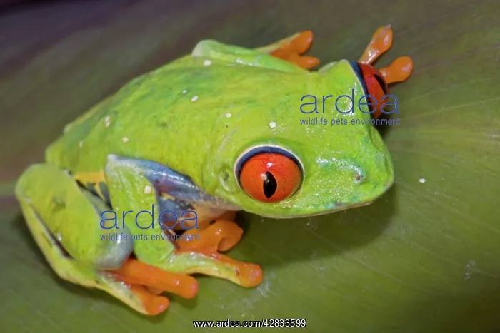 : Red-eyed Treefrog : Red-eyed Treefrog
