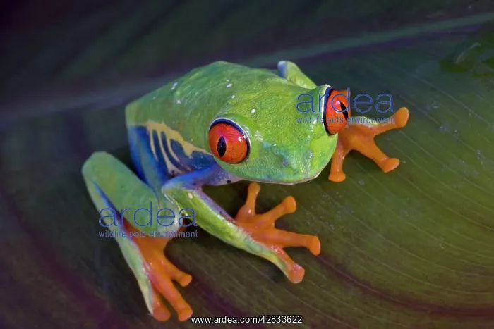 : Red-eyed Treefrog : Red-eyed Treefrog