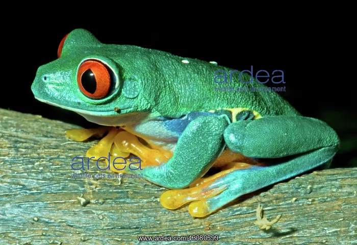 : Red-eyed Treefrog : Red-eyed Treefrog