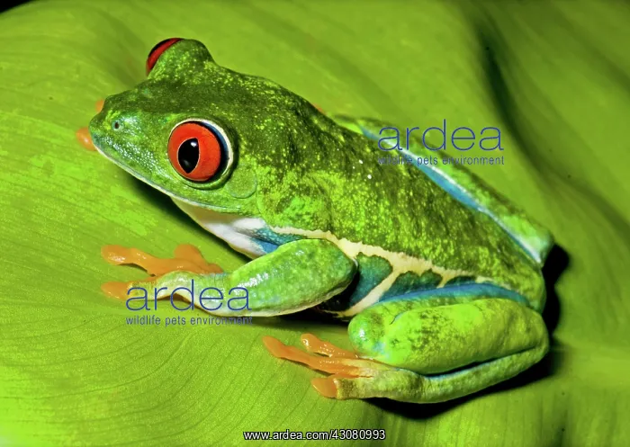 : Red-eyed Treefrog : Red-eyed Treefrog