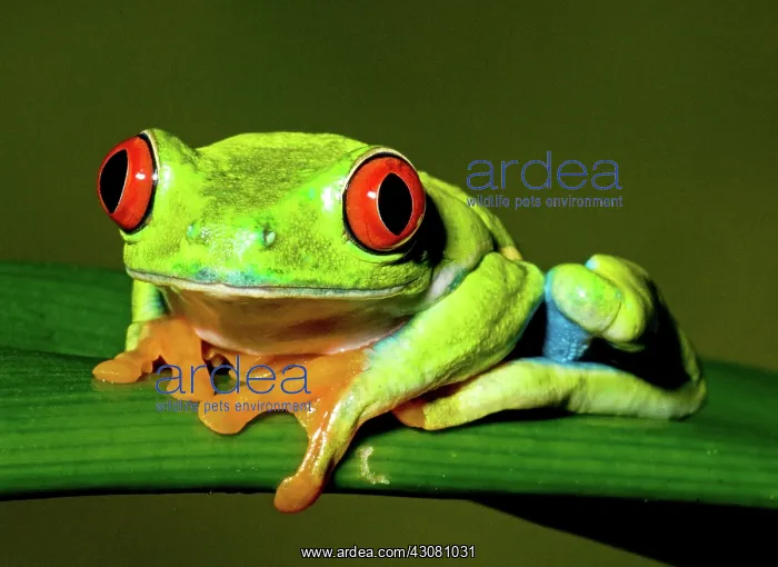 : Red-eyed Treefrog