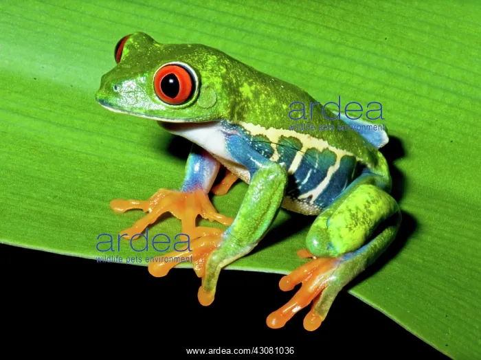  : Red-eyed Treefrog