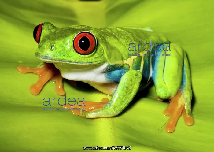  : Red-eyed Treefrog