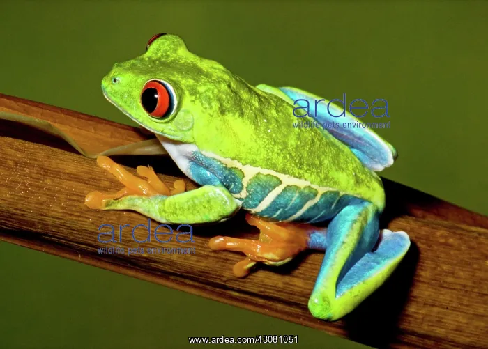 : Red-eyed Treefrog : Red-eyed Treefrog