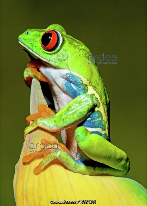 : Red-eyed Treefrog : Red-eyed Treefrog