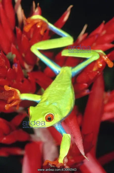 : Red-eyed Treefrog : Red-eyed Treefrog