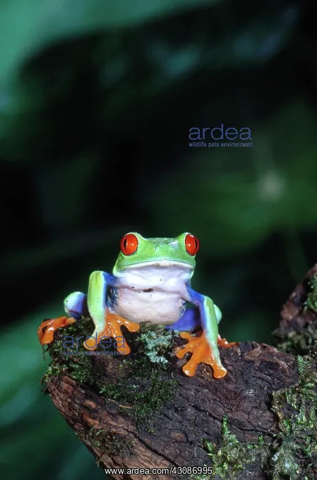 : Red-eyed Treefrog : Red-eyed Treefrog