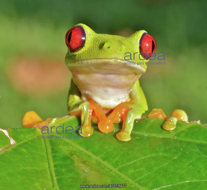 : Red-eyed Treefrog : Red-eyed Treefrog