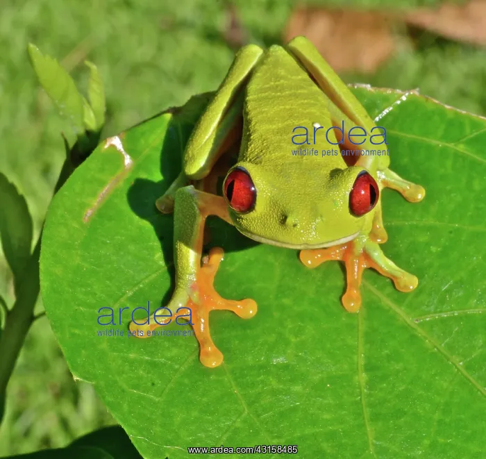 : Red-eyed Treefrog : Red-eyed Treefrog
