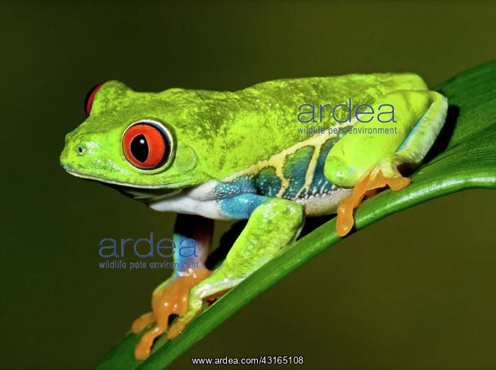 : Red-eyed Treefrog : Red-eyed Treefrog