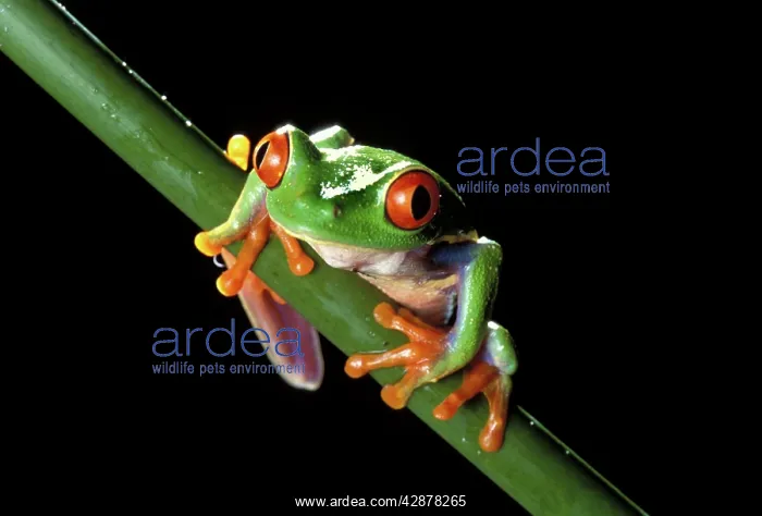 : Red-Eyed TREEFROG (Agalychnis callidryas) : Red-Eyed TREEFROG (Agalychnis callidryas)