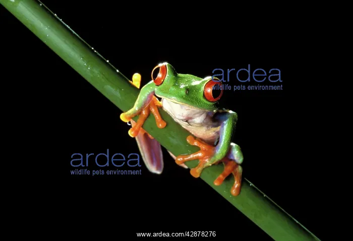 : Red-Eyed TREEFROG (Agalychnis callidryas) : Red-Eyed TREEFROG (Agalychnis callidryas)