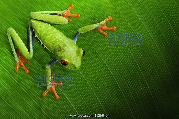 : Red-eyed treefrog (Agalychnis callidryas), Costa : Red-eyed treefrog (Agalychnis callidryas), Costa