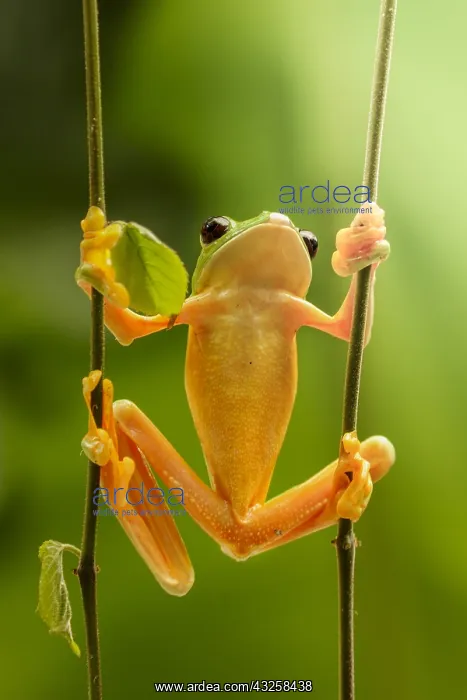 : Red-eyed treefrog (Agalychnis callidryas), Costa : Red-eyed treefrog (Agalychnis callidryas), Costa