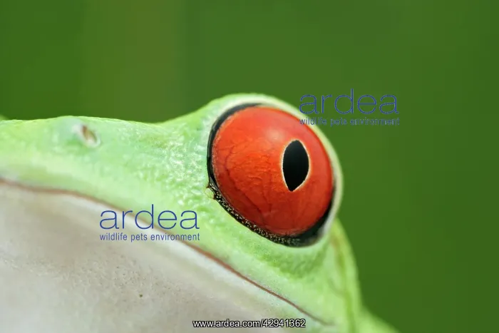  : Red-eyed Treefrog - close up of eye
