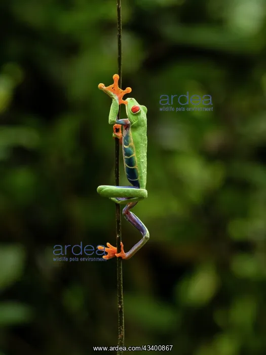  : Red-eyed Treefrog, Costa Rica, Central America