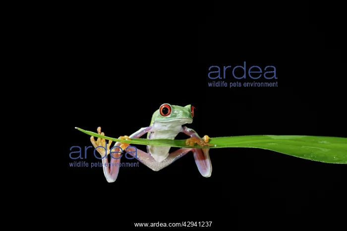 : Red-eyed treefrog E balanced on reed : Red-eyed treefrog E balanced on reed