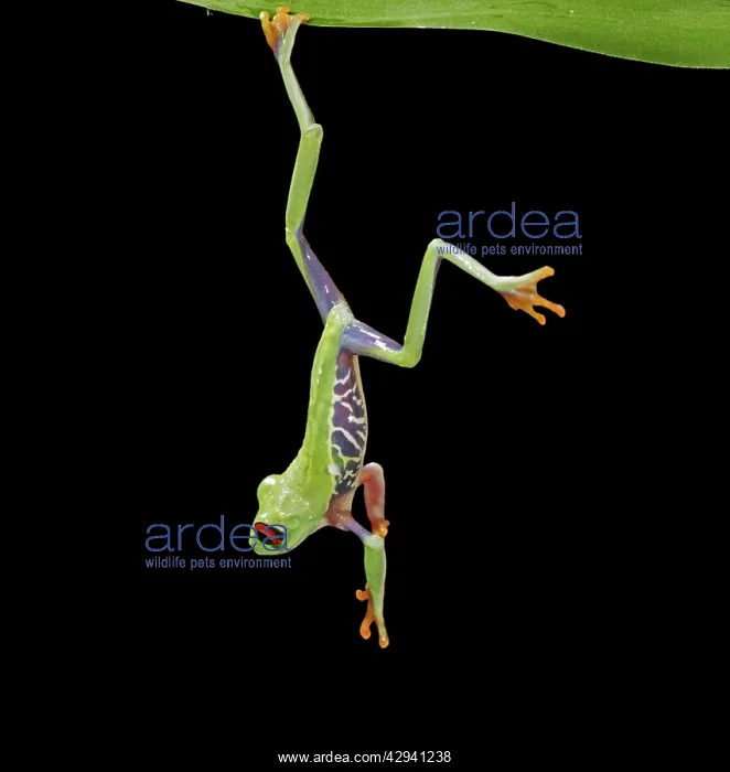 : Red-eyed treefrog E hanging from reed : Red-eyed treefrog E hanging from reed