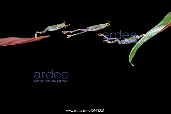 : Red-eyed treefrog E jumping to leaf : Red-eyed treefrog E jumping to leaf