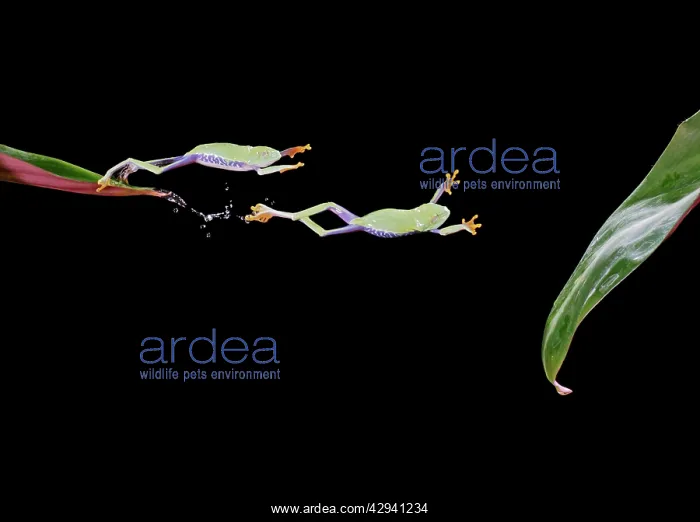 : Red-eyed treefrog E jumping to leaf : Red-eyed treefrog E jumping to leaf