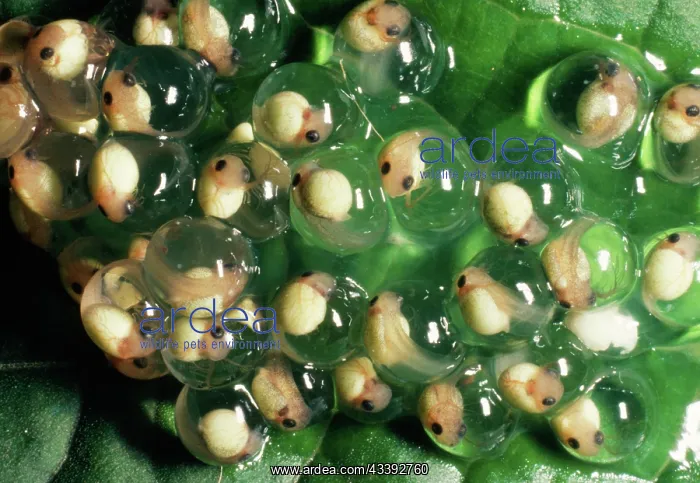 : Red-eyed TREEFROG - frog spawn : Red-eyed TREEFROG - frog spawn