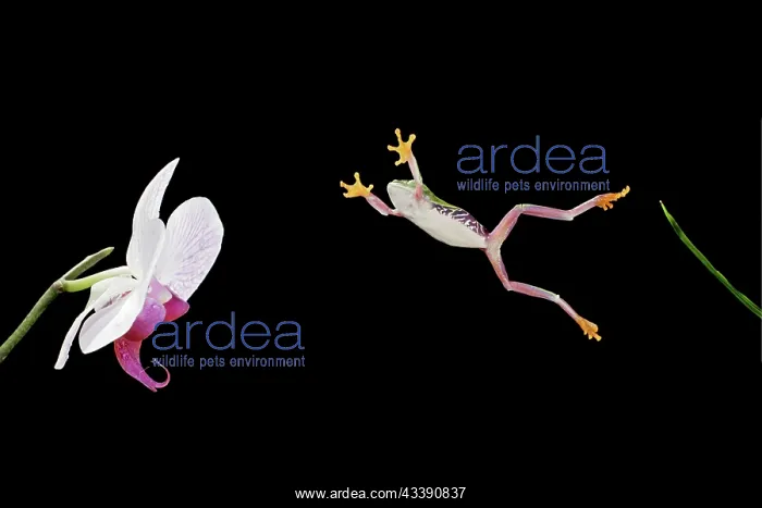 : Red-eyed treefrog jumping to orchid : Red-eyed treefrog jumping to orchid