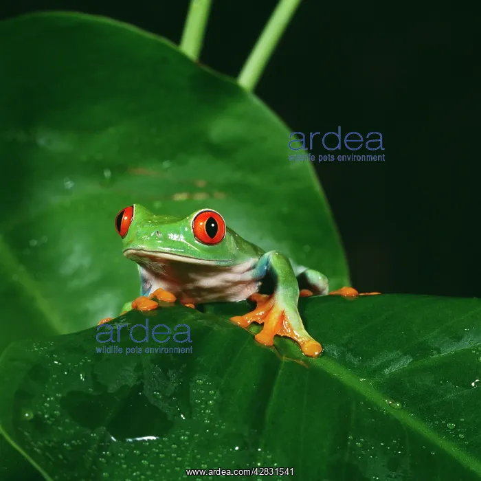 : Red-Eyed TREEFROG - on leaf : Red-Eyed TREEFROG - on leaf