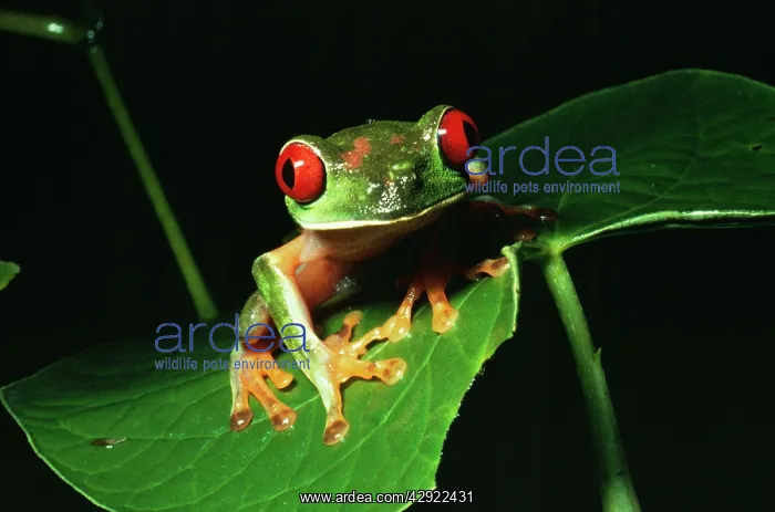 : Red-eyed TREEFROG - on leaf : Red-eyed TREEFROG - on leaf