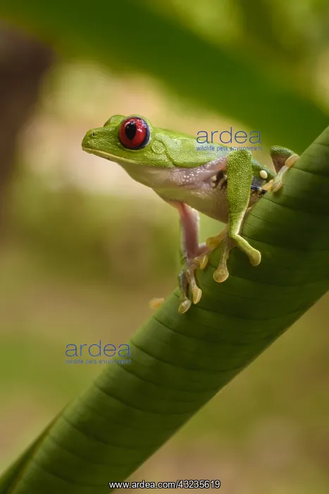 : Red-eyed Treefrog - Red-eyed Treefrog on a leaf : Red-eyed Treefrog - Red-eyed Treefrog on a leaf