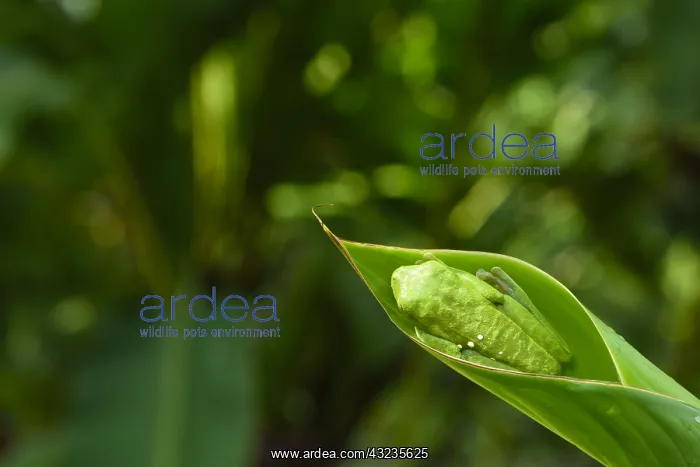 : Red-eyed Treefrog - Red-eyed Treefrog on a leaf : Red-eyed Treefrog - Red-eyed Treefrog on a leaf