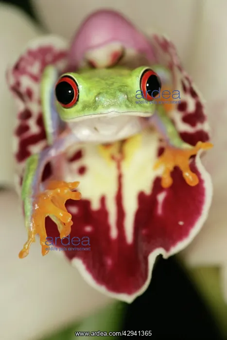 : Red-eyed treefrog - front view on orchid : Red-eyed treefrog - front view on orchid