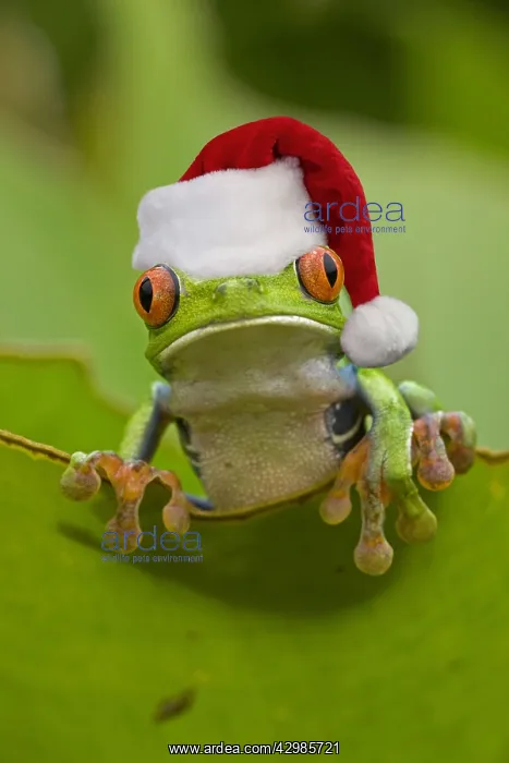 : Red-eyed Treefrog wearing Christmas hat : Red-eyed Treefrog wearing Christmas hat