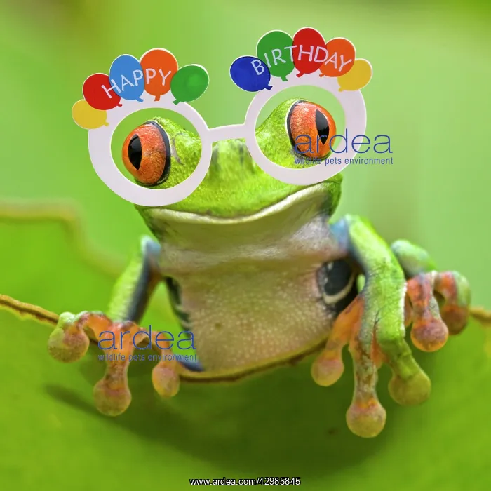  : Red-eyed Treefrog wearing Happy Birthday glasses