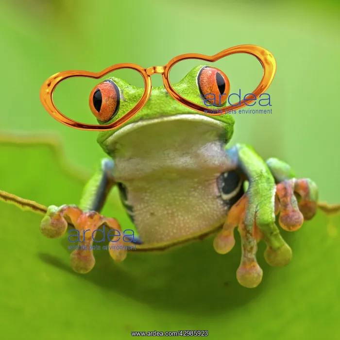  : Red-eyed Treefrog wearing heart shaped glasses