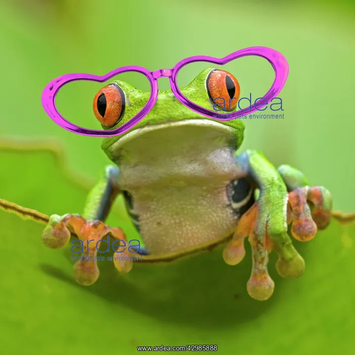: Red-eyed Treefrog wearing pink heart-shaped glasses : Red-eyed Treefrog wearing pink heart-shaped glasses