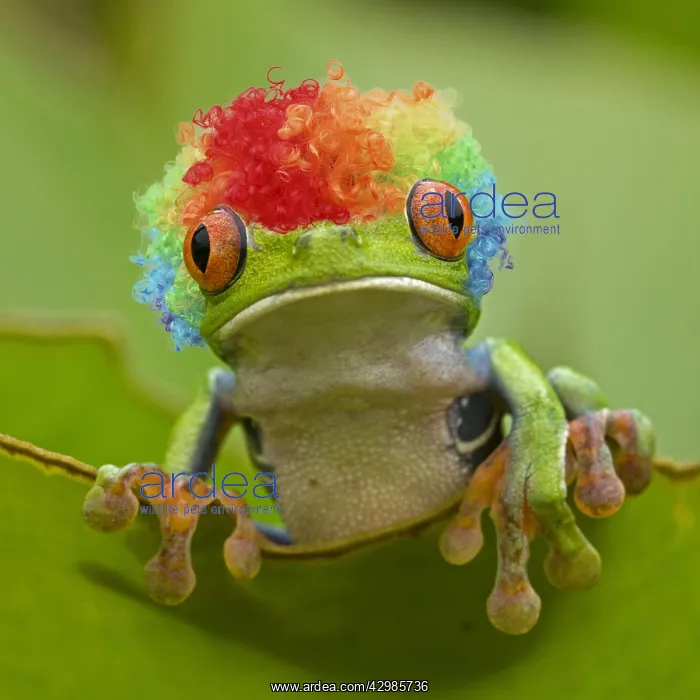 : Red-eyed Treefrog wearing rainbow coloured wig : Red-eyed Treefrog wearing rainbow coloured wig